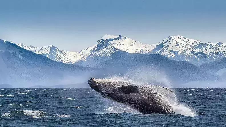 867-whale-jumping-alaska-packages-cruise-tours 867-whale-jumping-alaska-packages-cruise-tours